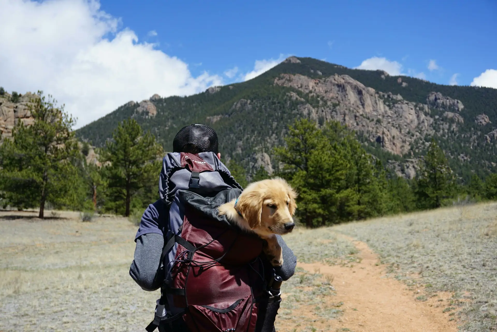 Partir en vacances avec son chien