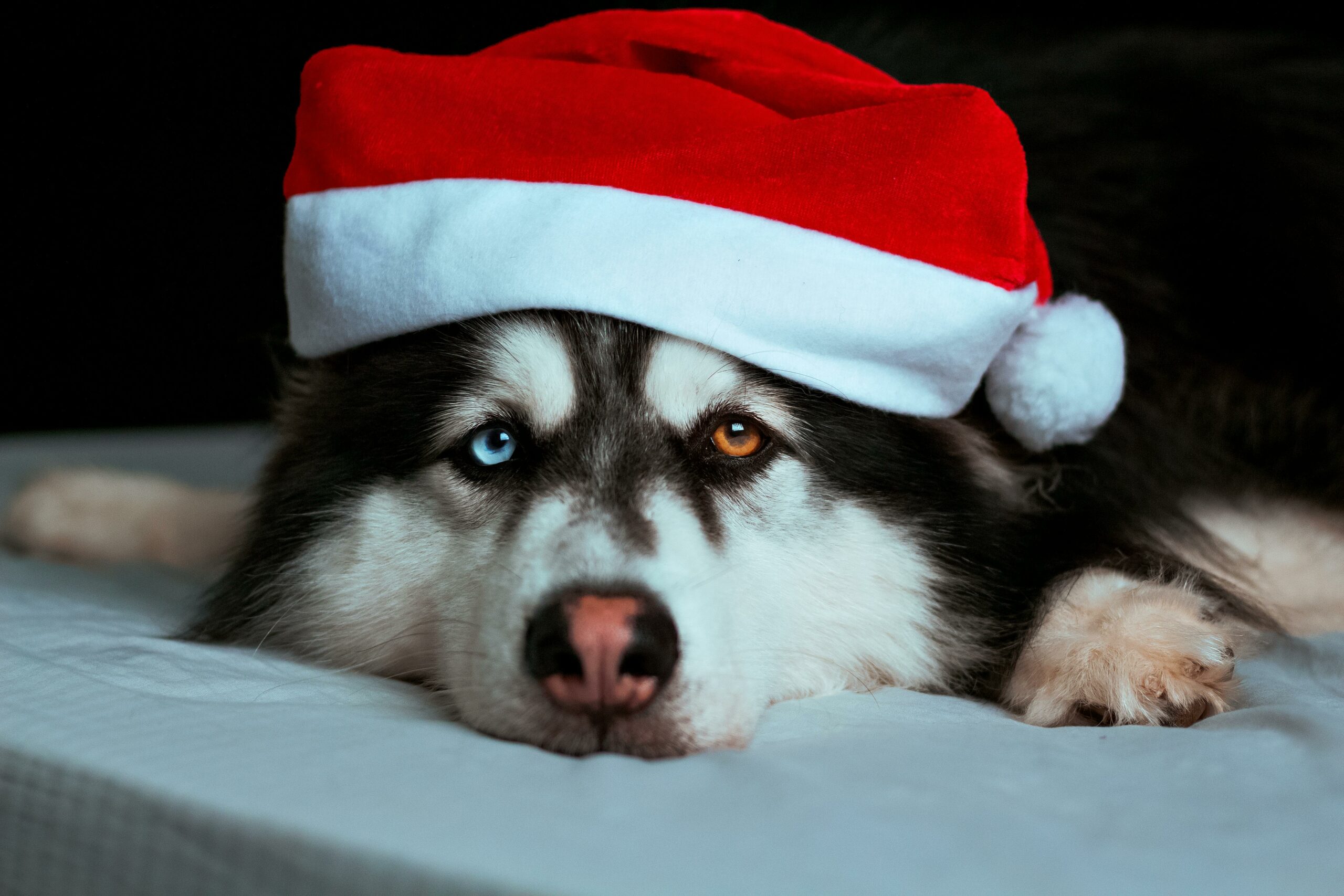 chien bonnet noël